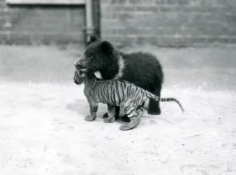 Um filhote de urso pardo brinca com um filhote de tigre no zoológico de Londres, em abril de 1914